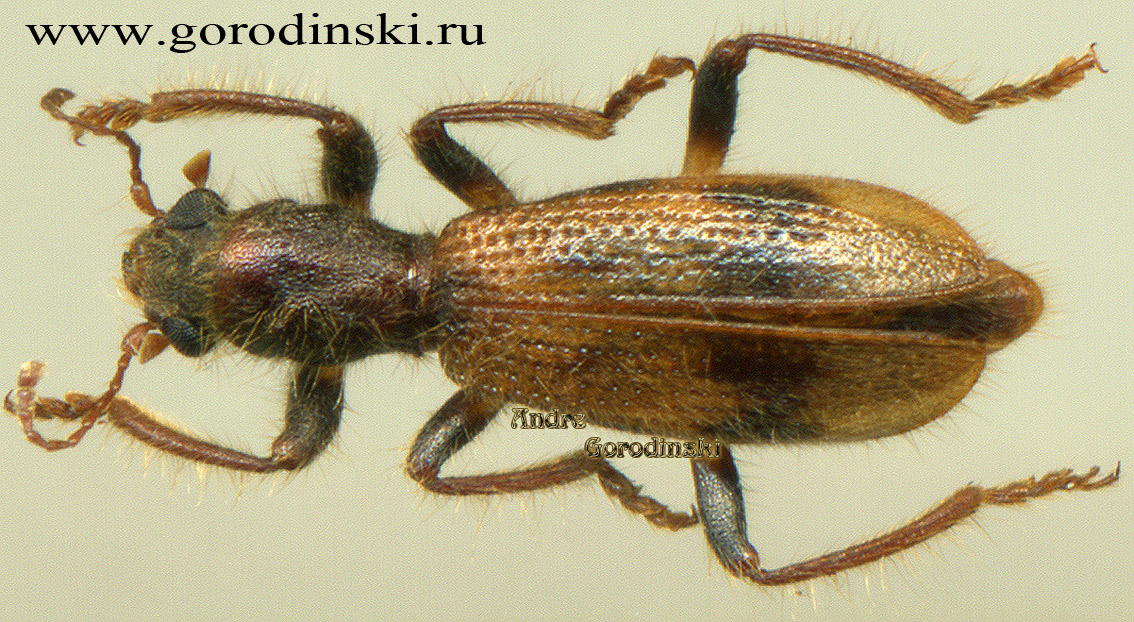 http://www.gorodinski.ru/oth_col/Cleridae sp.4.jpg